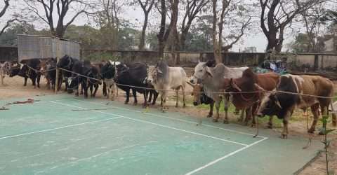 কোম্পানীগঞ্জ থানা কমপ্লেক্সে ১৭টি গরু নিলাম হবে