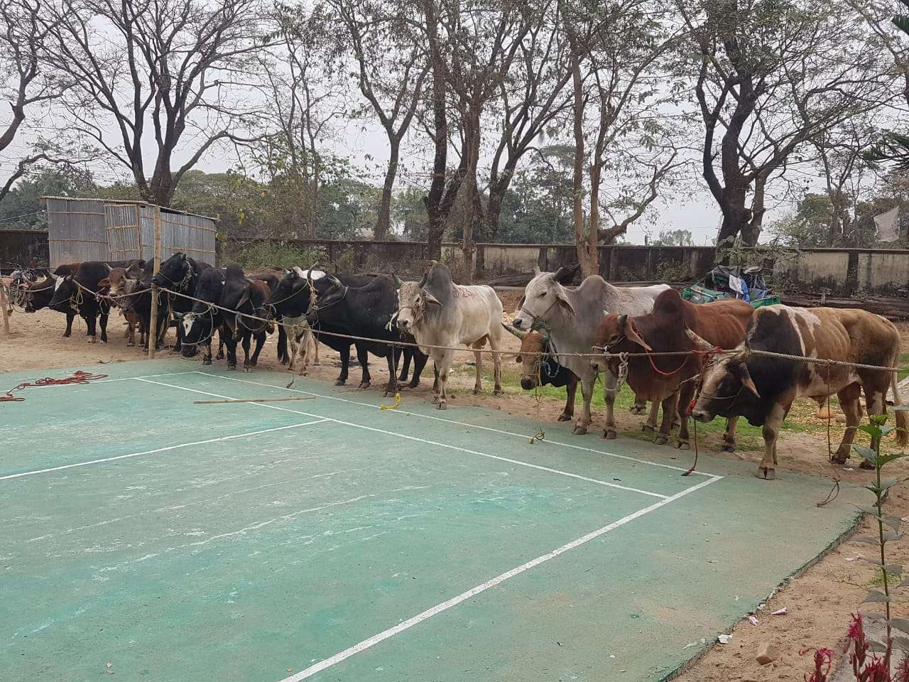 কোম্পানীগঞ্জ থানা কমপ্লেক্সে ১৭টি গরু নিলাম হবে