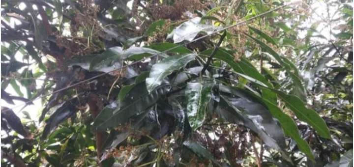 বাংলাদেশে আম পাতা থেকে মধু ঝড়ছে!!