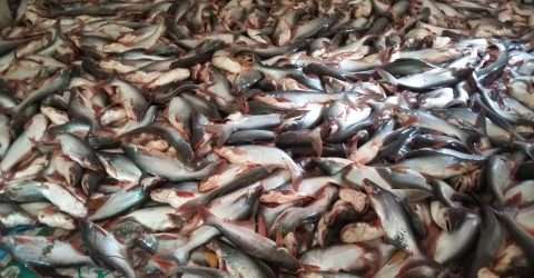 বুড়িচংয়ে বিষ প্রয়োগে ৭ লক্ষ টাকার মাছ নিধন