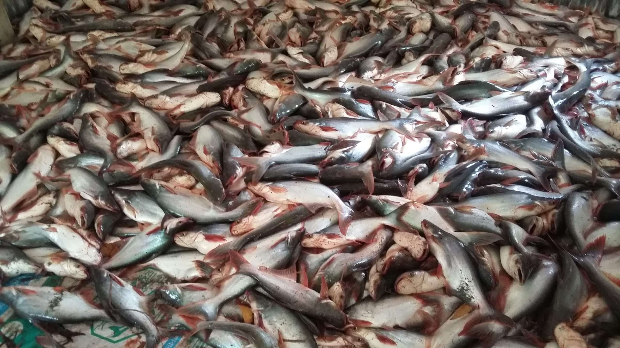 বুড়িচংয়ে বিষ প্রয়োগে ৭ লক্ষ টাকার মাছ নিধন