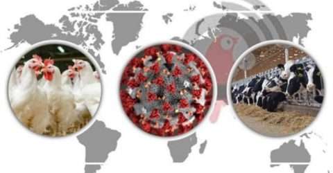 করোনার প্রভাবে দেশের পোল্ট্রি ও ডেইরি শিল্পে দুই হাজার ৬২ কোটি টাকার লোকসান