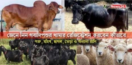 গবাদিপশুর খামার রেজিষ্ট্রেশন করবেন কিভাবে জানুন