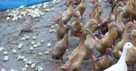 খামাড়িদের জন্যে সুখবর!!!  ডিম পাড়া ২ হাজার হাস বিক্রয় করা হবে