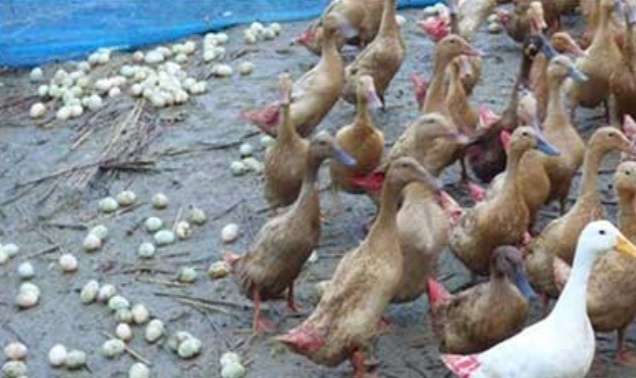 খামাড়িদের জন্যে সুখবর!!!  ডিম পাড়া ২ হাজার হাস বিক্রয় করা হবে