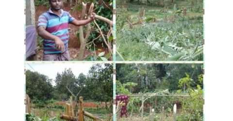 নরসিংদিতে জমি দখলে নিতে বিভিন্ন জাতের হাজারো ফলজ গাছ কর্তন