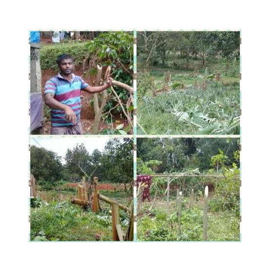 নরসিংদিতে জমি দখলে নিতে বিভিন্ন জাতের হাজারো ফলজ গাছ কর্তন