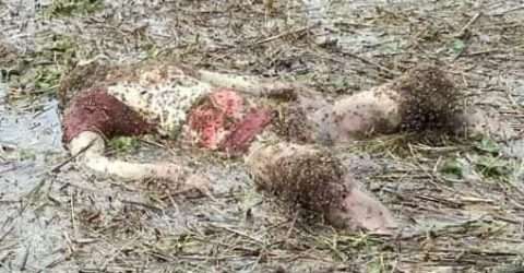 তাহিরপুরের হাওর থেকে অজ্ঞাত যুবকের লাশ উদ্ধার