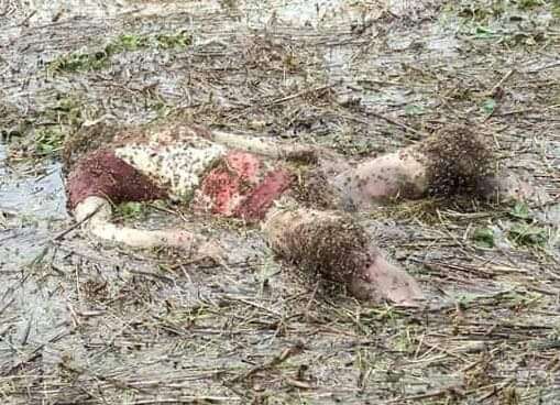 তাহিরপুরের হাওর থেকে অজ্ঞাত যুবকের লাশ উদ্ধার