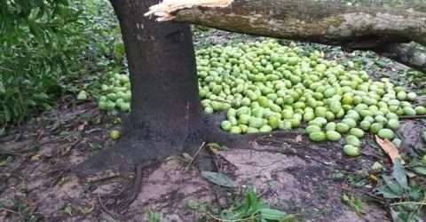 ঘূর্ণিঝড় আম্পানে চাঁপাইনবাবগঞ্জে আমের ব্যাপক ক্ষয়ক্ষতি