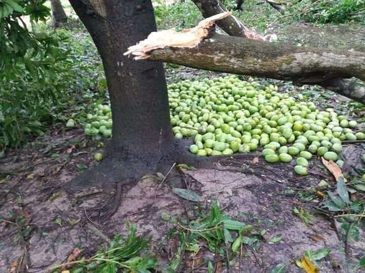ঘূর্ণিঝড় আম্পানে চাঁপাইনবাবগঞ্জে আমের ব্যাপক ক্ষয়ক্ষতি