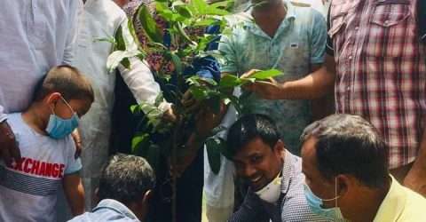 ধর্মপাশায় আঃলীগের ৭১তম প্রতিষ্ঠার্ষিকীতে ফলজ ও বনজ গাছের চারা রোপন