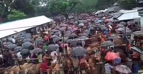 করোনাকে উপেক্ষা করে ধর্মপাশায় গরু-ছাগলের হাটে অতিরিক্ত ক্রেতাসমাগম