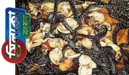 শ্রীমঙ্গলে অজগরের ২৯ বাচ্চা ফোটায় উচ্ছাসিত বন্যপ্রাণী সেবা ফাউন্ডেশন