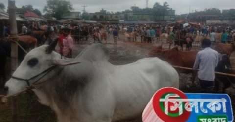 কোম্পানীগঞ্জে গরুর হাটে মন্দাভাব কাটছেনা