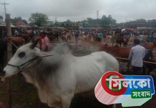 কোম্পানীগঞ্জে গরুর হাটে মন্দাভাব কাটছেনা