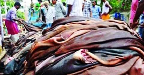 সিন্ডিকেটের কাছে চামড়ার বাজার ধরাসায়ী