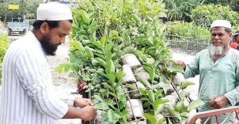 নবীনগর সাহারপাড় গ্রামের যুব ঐক্য সংঘের উদ্যোগে বৃক্ষ বিতরণ কর্মসূচি পালিত।