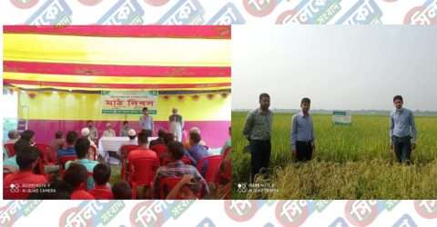 ধর্মপাশায় কিষান কিষানিদের নিয়ে মাঠ দিবস অনুষ্ঠিত