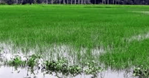 সিলেট বিভাগে বন্যা ক্ষতিগ্রস্ত ১ লক্ষ ৫০ হাজার ৪ শত কৃষককে প্রনোদনা