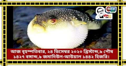 বিষাক্ত পটকা মাছ খেয়ে পুত্রবধূ ও শ্বাশুড়ির মৃত্যু