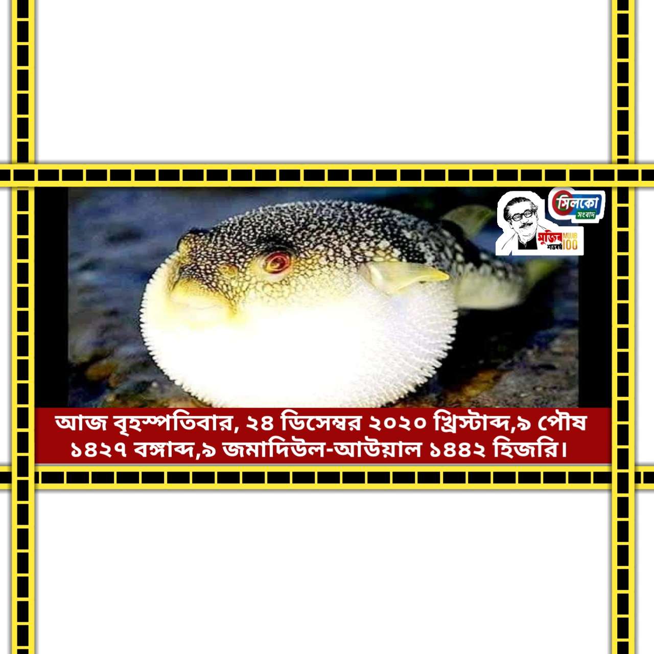 বিষাক্ত পটকা মাছ খেয়ে পুত্রবধূ ও শ্বাশুড়ির মৃত্যু