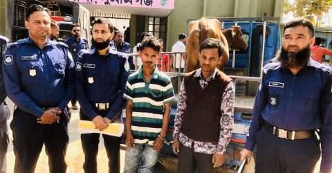 ছাতকে গরু চুরি করার সময় পিকআপ সহ তিন গরু চোর আটক