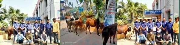 শ্রীমঙ্গলে চুরি যাওয়া গরুসহ ৪ চোর গ্রেফতার