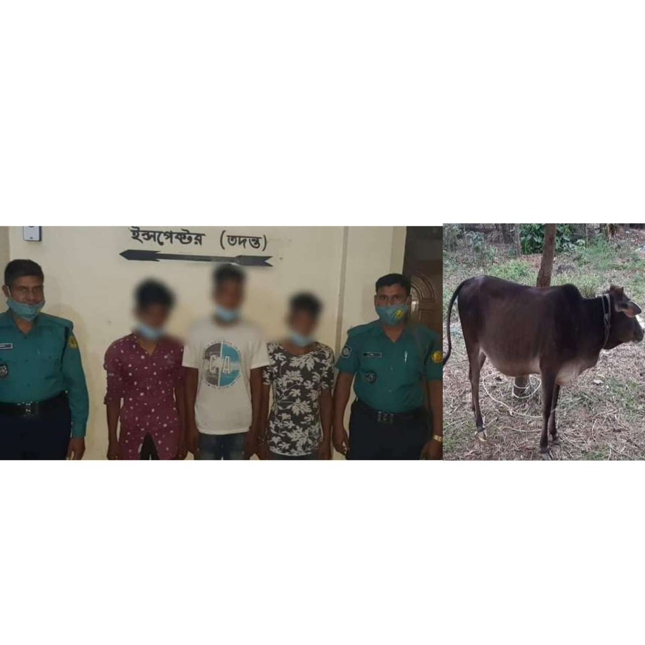সিলেট এয়ারপোর্ট থানায় কোম্পানীগঞ্জের আকাশ সহ তিন গরু চুর আটক