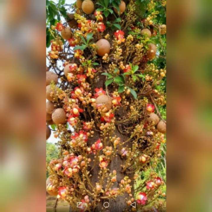 শ্রীমঙ্গল বিটিআরআই সন্ধান মিললো ঔষধি নাগলিঙ্গম’ বৃক্ষ