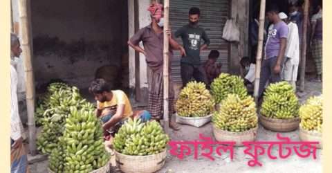 কোম্পানীগঞ্জে কেমিক্যাল দিয়ে কাঁচা কলা পাকানো হচ্ছে