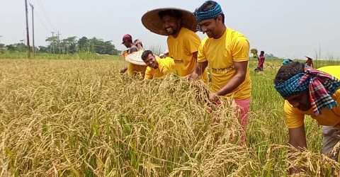 শ্রমিক সঙ্কটাবস্থায় কৃষকের ধান কেটে দিলেন কোম্পানীগঞ্জ যুবলীগ