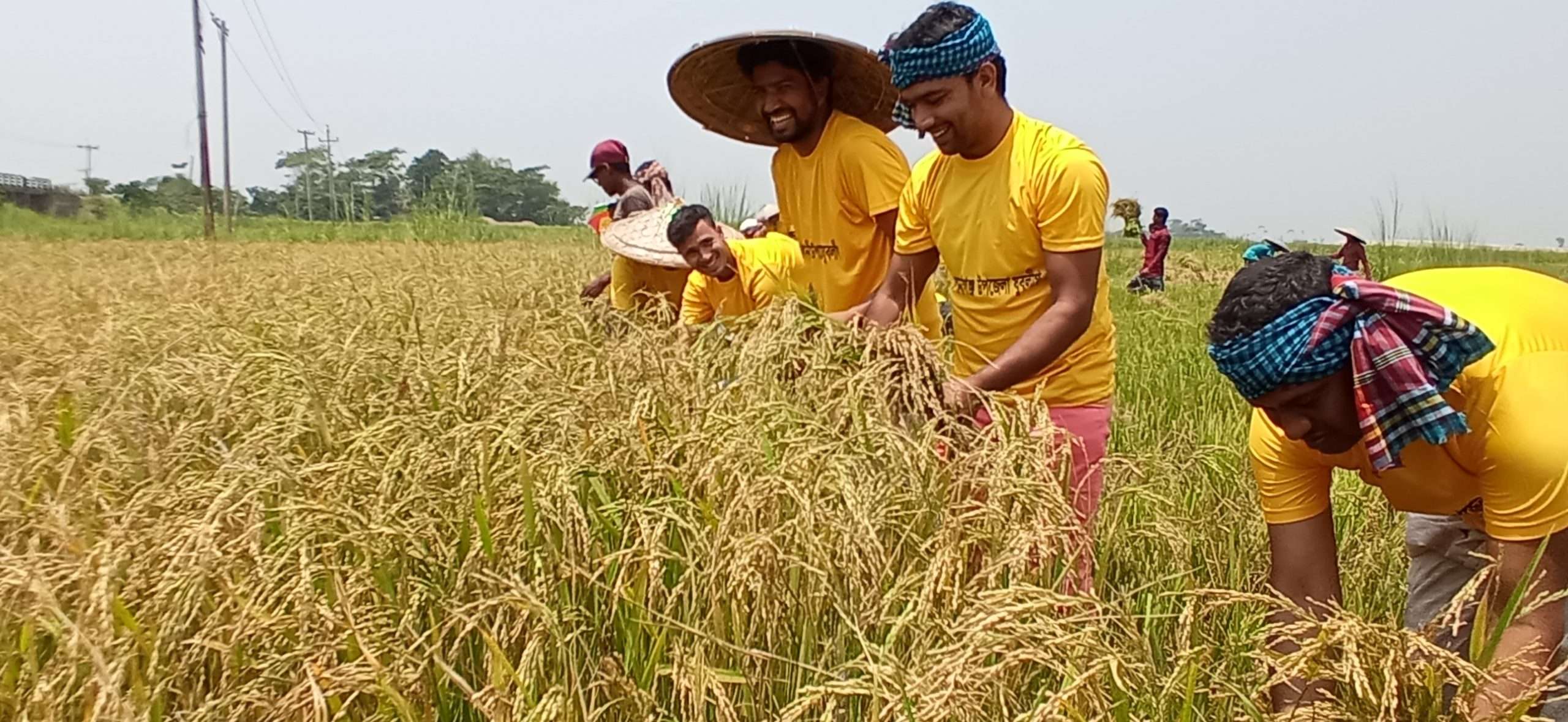 শ্রমিক সঙ্কটাবস্থায় কৃষকের ধান কেটে দিলেন কোম্পানীগঞ্জ যুবলীগ