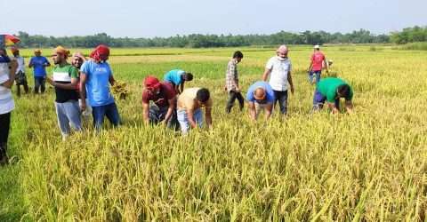 চেয়ারম্যান আফছর’র উদ্যোগে কৃষকের ধান কেটে দিল যুবলীগ