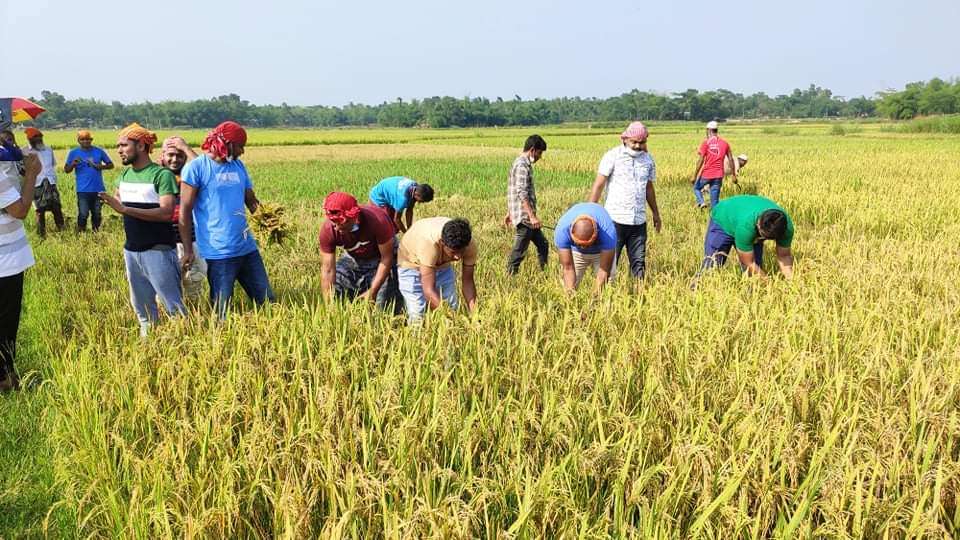 চেয়ারম্যান আফছর’র উদ্যোগে কৃষকের ধান কেটে দিল যুবলীগ