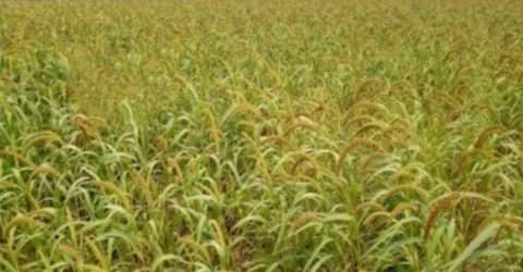 বিলুপ্তপ্রায় কাউন চাষে সফলতার মুখ দেখছে কৃষি অধিদপ্তর