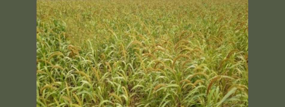 বিলুপ্তপ্রায় কাউন চাষে সফলতার মুখ দেখছে কৃষি অধিদপ্তর