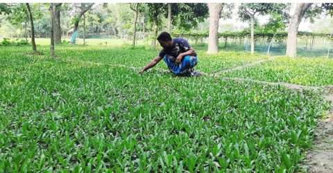 বিলেতি ধনেপাতা চাষ করে প্রবাসী জিন্নাত আলী এখন সচ্ছল