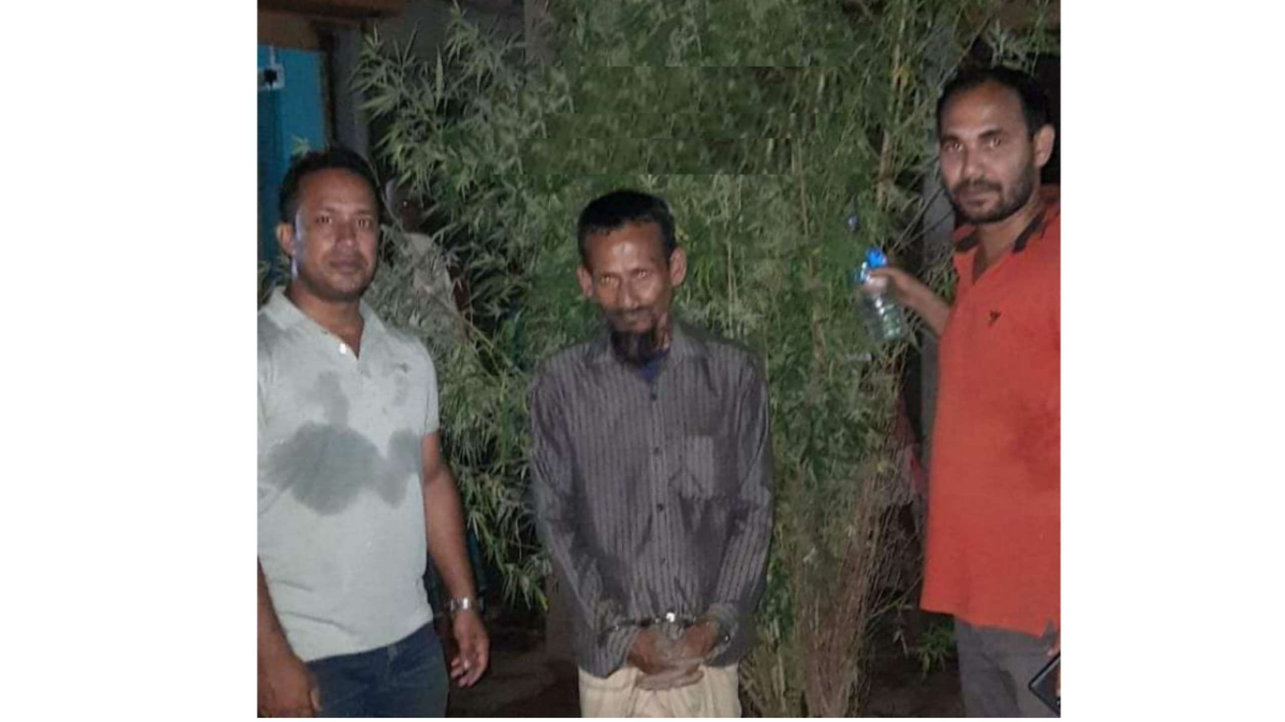 কোম্পানীগঞ্জে গাঁজার গাছসহ একজন গ্রেফতার