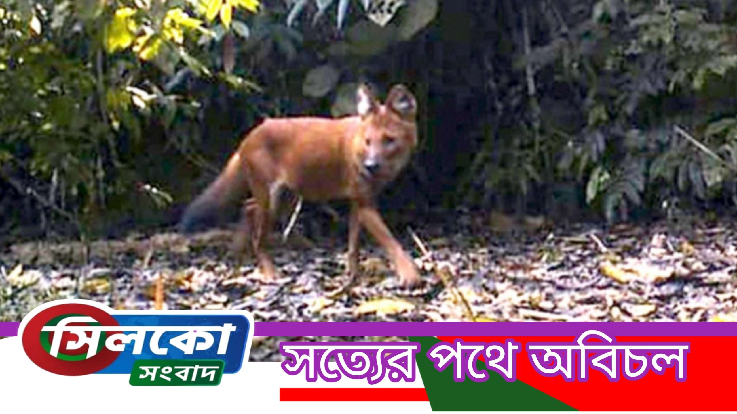 বিপন্ন “রাম কুকুর”র দেখা মিলেছে সাতছড়ি জাতীয় উদ্যানে