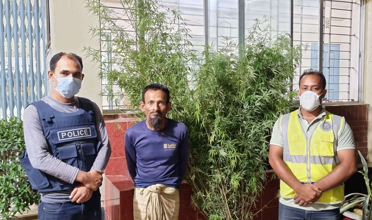 কোম্পানীগঞ্জে গাঁজার গাছসহ একজন গ্রেফতার