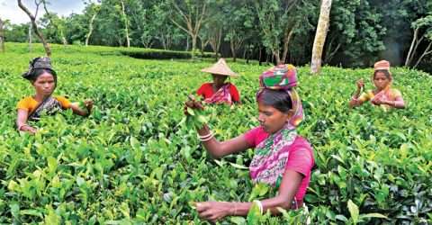 বঙ্গবন্ধুর স্মরণে ৪ জুন জাতীয় চা দিবস পালিত হবে