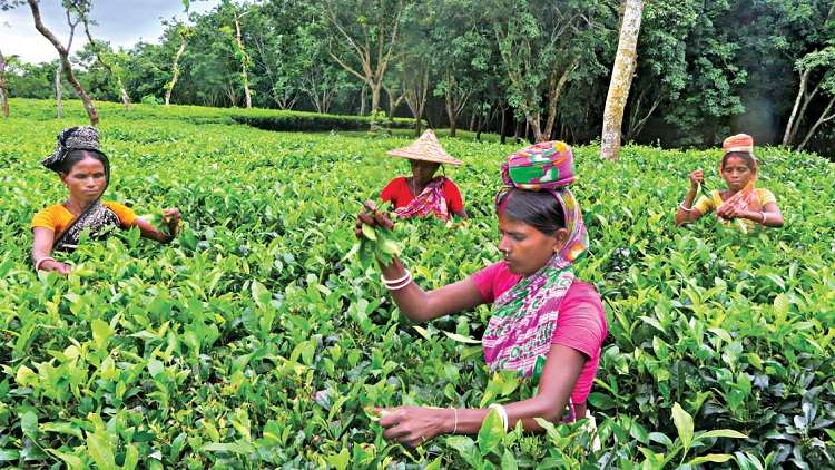 বঙ্গবন্ধুর স্মরণে ৪ জুন জাতীয় চা দিবস পালিত হবে