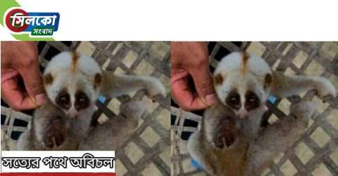 ইলেকট্রিক শক খাওয়া লজ্জাবতী বানর উদ্ধার 