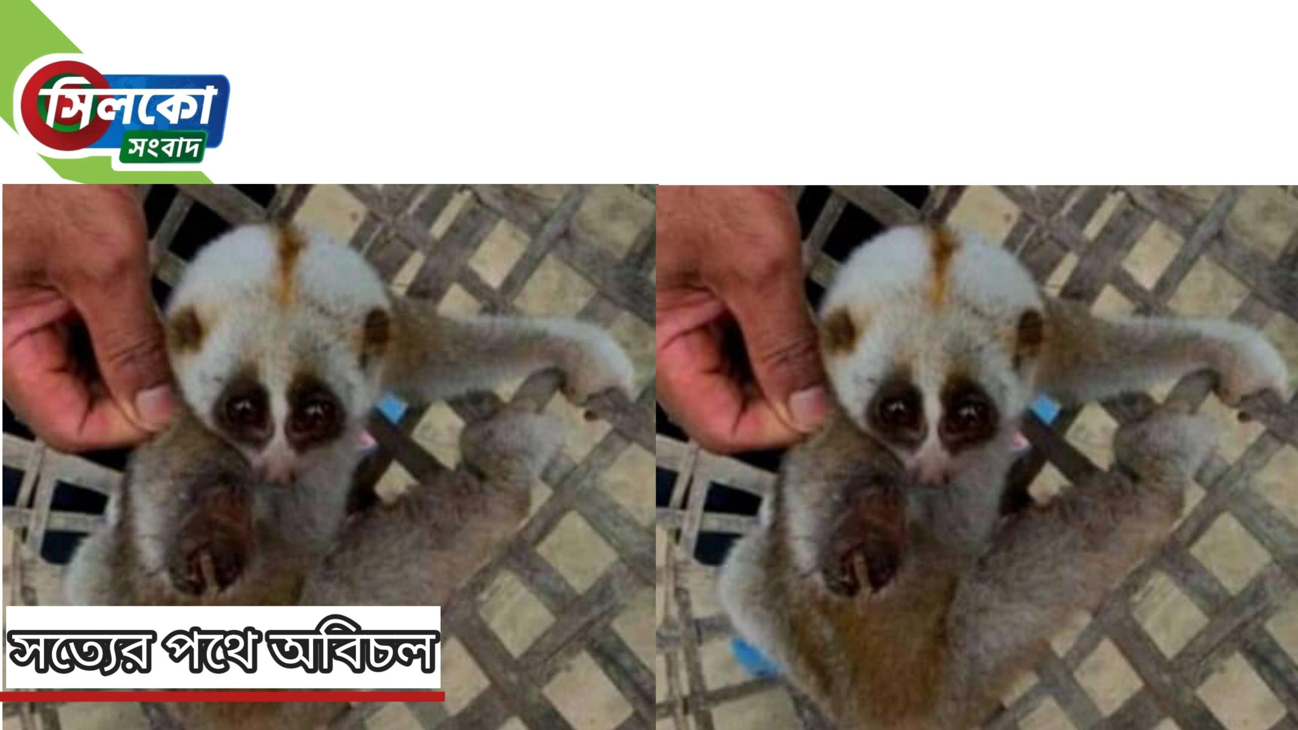 ইলেকট্রিক শক খাওয়া লজ্জাবতী বানর উদ্ধার 