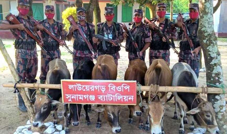 তাহিরপুরের পর্যটন স্পটে ভারতীয় গরুর চালান জব্দ