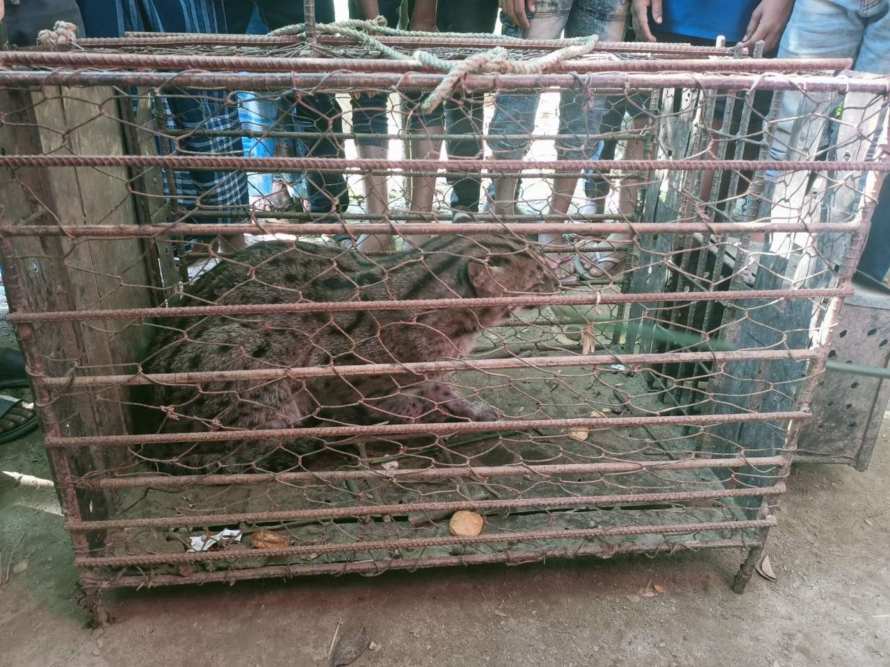 কোম্পানীগঞ্জে শেয়াল ধরার ফাঁদে আটকা পড়লো মেছোবিড়াল