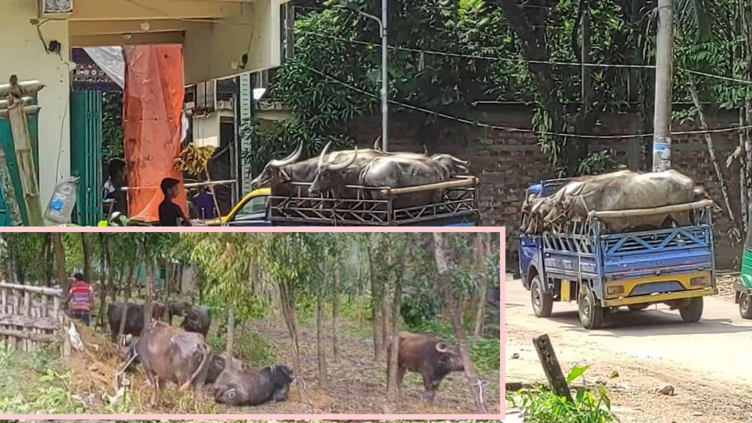 কানাইঘাট সীমান্ত দিয়ে প্রতিদিন আসছে ভারতীয় গরু-মহিষ