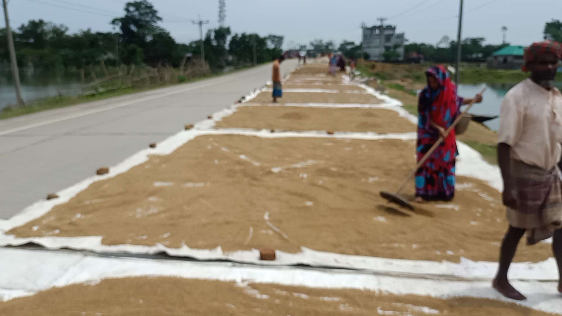 স্বপ্নের সোনালী ধান এবার গোলায় উঠার অপেক্ষায়