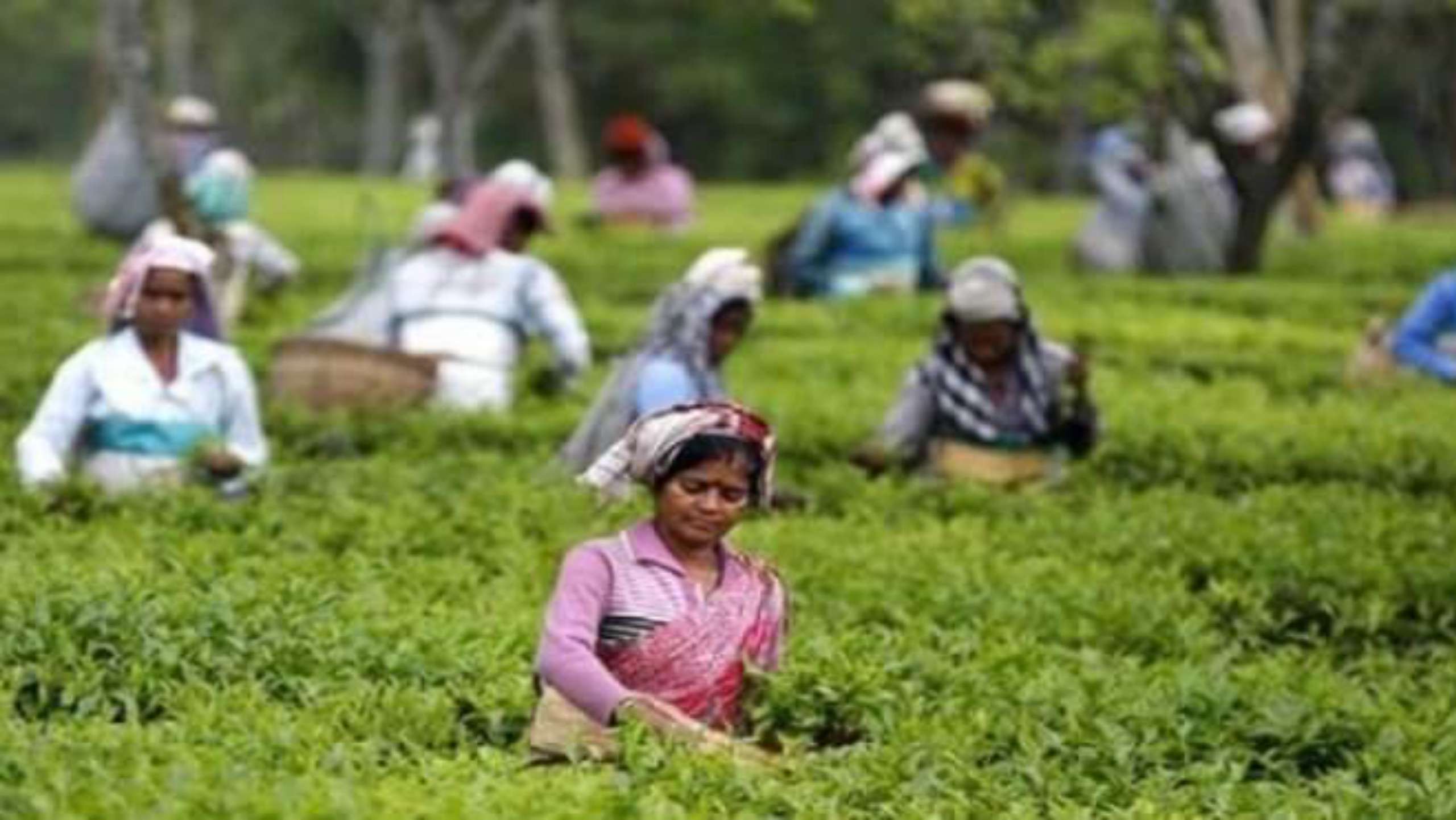 চা শ্রমিকদের মজুরি ১৭০ টাকা নির্ধারণ